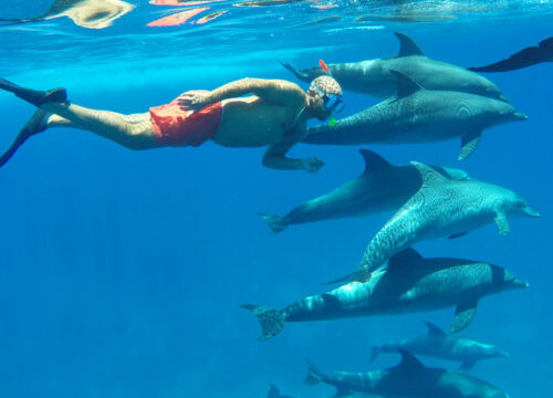 Dolphin House Snorkeling Trip